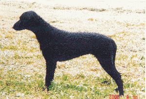 ORINA  Z  LEDENICKCH  ZAHRAD