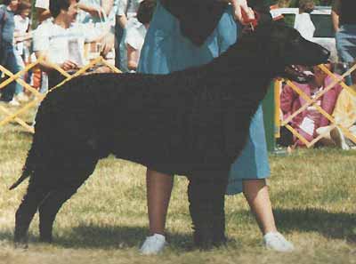 DARELYN REVELLER