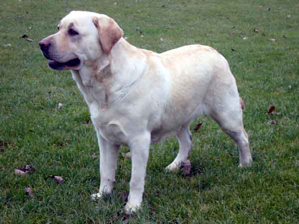 ARTEMIS